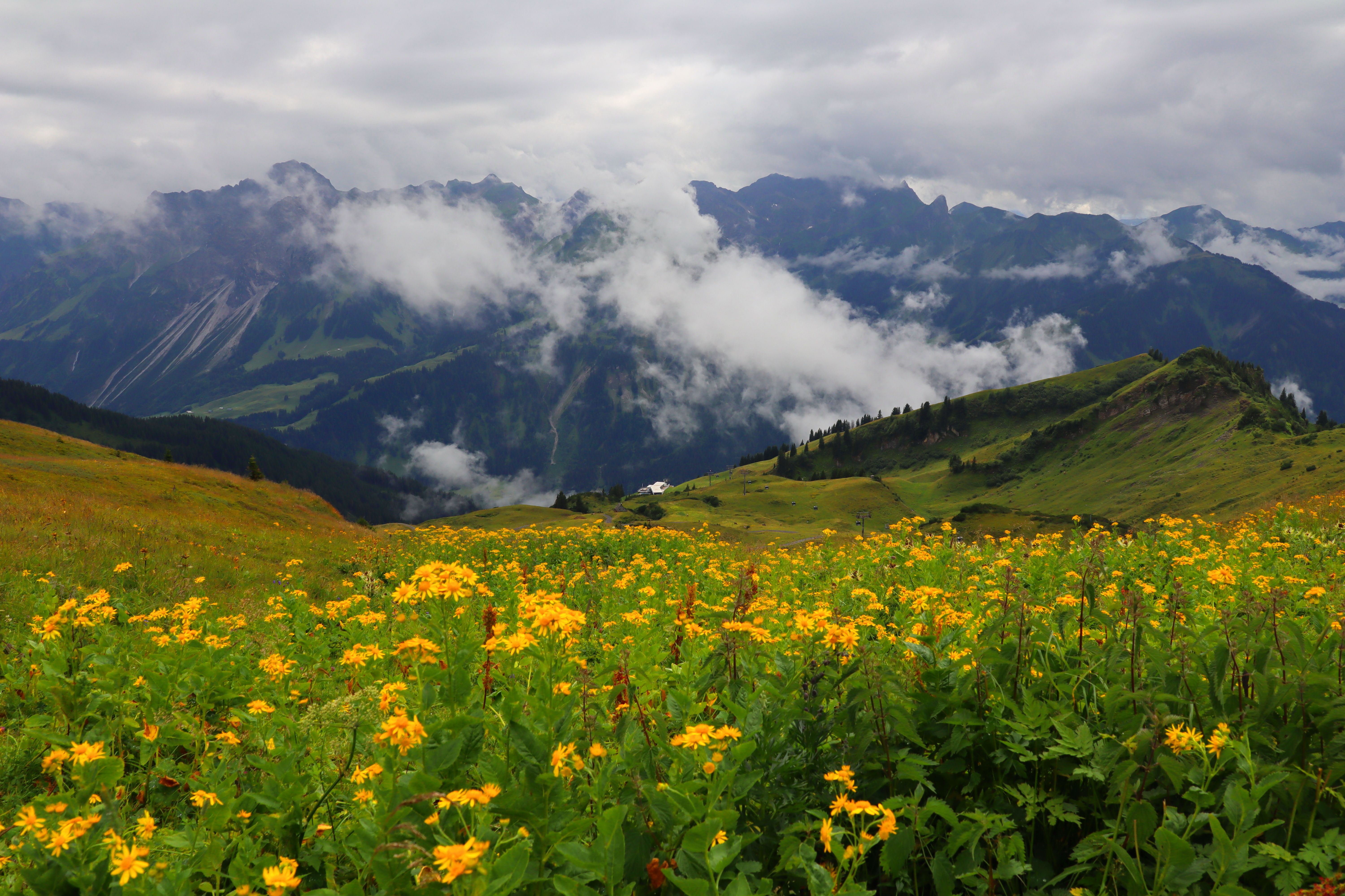 Terraced fields, Uttarakhand